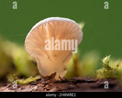 Gemeiner Stumpffuss (Crepidous variabilis), der auf dem Totholz eines Fichtenzweiges wächst, Nordrhein-Westfalen, Deutschland Stockfoto