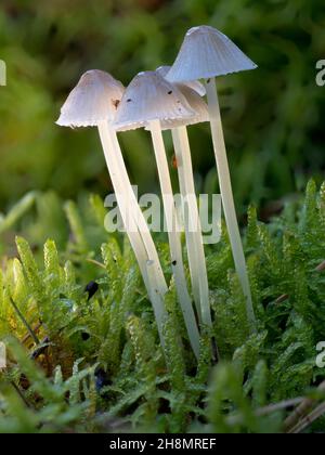 Weiße milchige Melkhaube (Mycena galopus) in der Gruppe im Moosteppich auf dem Waldboden, Nordrhein-Westfalen Stockfoto