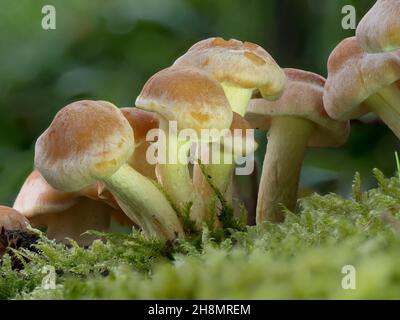 Kuehneromyces mutabilis, ein verkleidter Waldtuft, junge Pilze in Moos auf Waldboden, Nordrhein-Westfalen, Deutschland Stockfoto