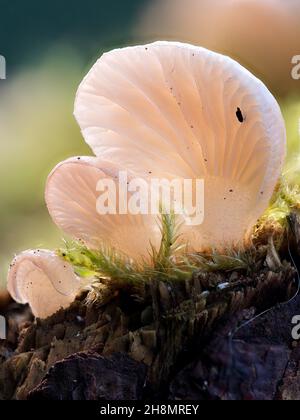 Gemeiner Stumpffuss (Crepidous variabilis), der auf dem Totholz eines Fichtenzweiges wächst, Nordrhein-Westfalen, Deutschland Stockfoto