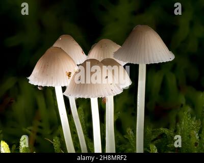 Weiße milchige Melkhaube (Mycena galopus) in der Gruppe im Moosteppich auf dem Waldboden, Nordrhein-Westfalen Stockfoto