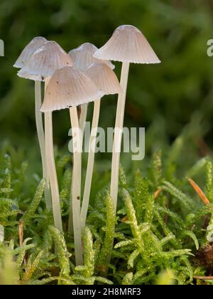 Weiße milchige Melkhaube (Mycena galopus) in der Gruppe im Moosteppich auf dem Waldboden, Nordrhein-Westfalen Stockfoto