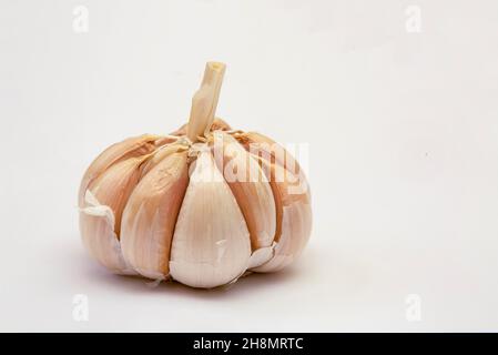 Bio-Knoblauchzwiebel isoliert auf weißem Hintergrund, Mauritius Stockfoto