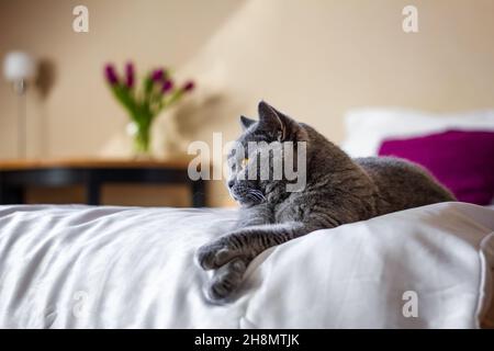 Niedliche graue britische Kurzhaarkatze, die auf dem Bett in der Inneneinrichtung liegt. Faule Hauskatze im Schlafzimmer. Tierverhalten Stockfoto