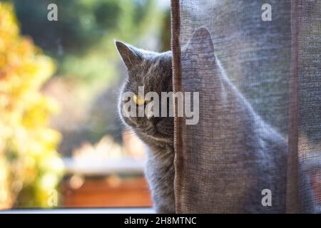 Hauskatze hinter dem Vorhang im Innenraum. Graue britische Kurzhaarkatze sitzt am Fenster Stockfoto