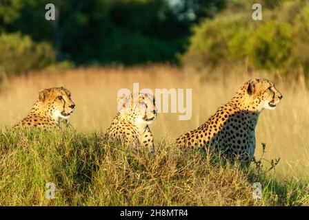 Gepard (Acinonyx jubatus), 3 Geparde, die auf einem Hügel sitzen und die Umgebung beobachten, Kwara Private Consession, Okavango Delta, Botswana Stockfoto