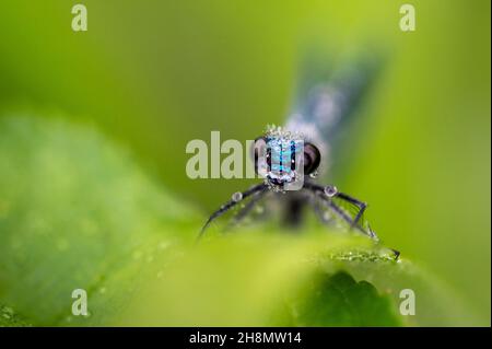 Gebänderte demoiselle (Calopteryx splendens) im Morgentau, Guxhagen, Hessen Stockfoto