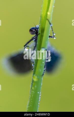 Gebänderte demoiselle (Calopteryx splendens) im Morgentau, Guxhagen, Hessen Stockfoto