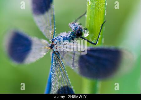 Gebänderte demoiselle (Calopteryx splendens) im Morgentau, Guxhagen, Hessen Stockfoto