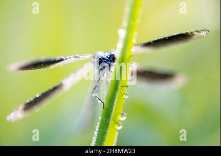 Gebänderte demoiselle (Calopteryx splendens) im Morgentau, Guxhagen, Hessen Stockfoto
