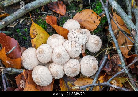 Kugelkopf (Lycoperdon perlatum) im Herbst, Hessen Stockfoto