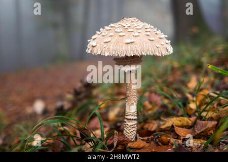 Sonnenschirm Pilz im Wald. Essbare Pilze im Herbstwald Stockfoto