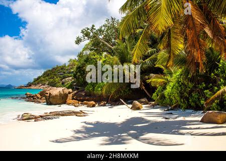 Palmen am Petite Anse Strand mit Granitfelsen, der Geheimtipp unter den Buchten im Süden von Mahe, Seychellen, Mahe, Seychellen Stockfoto