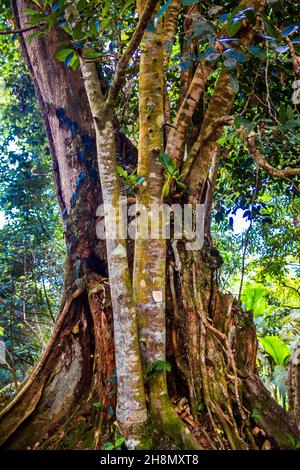 Jackfruitbaum (Artocarpus heterophyllus), Primärwald im Morne Seychellois National Park an der Sans Soucis Road, Mahe, Seychellen, Mahe, Seychellen Stockfoto