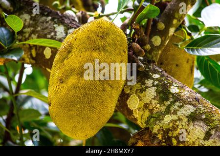 Jackfruitbaum (Artocarpus heterophyllus), Jardin du ROI, Seychellen, Victoria, Mahe, Seychellen Stockfoto