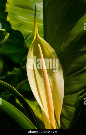 Botanische Gärten Mont Fleuri, Mahe, Seychellen, Victoria, Mahe, Seychellen Stockfoto