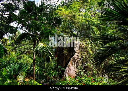 Botanische Gärten Mont Fleuri, Mahe, Seychellen, Victoria, Mahe, Seychellen Stockfoto