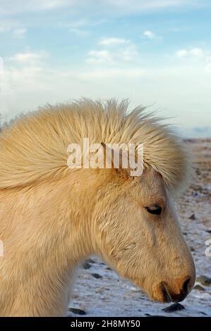 Isländisches Pferd mit dickem Wintermantel, Skagafjoerdur, Island Stockfoto