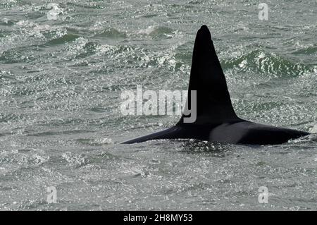 Flosse eines Orca-Wals in der Nähe des Strandes, Reynisfjare, Vik, Island Stockfoto