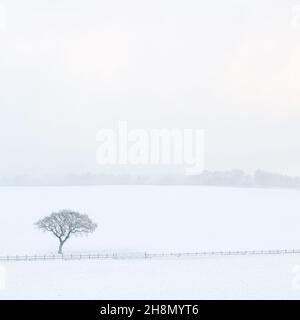 An einem kühlen Nachmittag in West Yorkshire nach dem Sturm Arwen rawdon Billing ragt ein eineinziger Baum gegen die schneebedeckte Landschaft von Rawdon Billing. Stockfoto