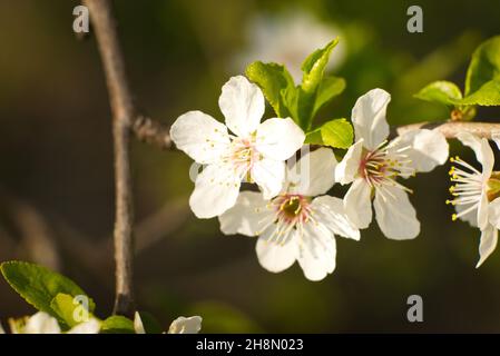 Anemone nemorosa, Frühling im Wald Stockfoto