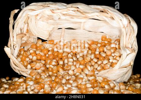 Maiskörner für Popcorn in einem Bast-Korb, Studiofotografie mit schwarzem Hintergrund Stockfoto