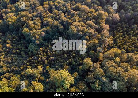 Luftaufnahme, Vogelperspektive Mischwald, Nadelwald, Laubwald, Bäume, Luftaufnahme, Schurwald, Baden-Württemberg, Deutschland Stockfoto