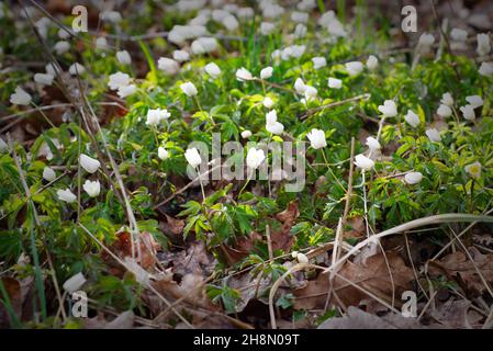 Anemone nemorosa, Frühling im Wald Stockfoto