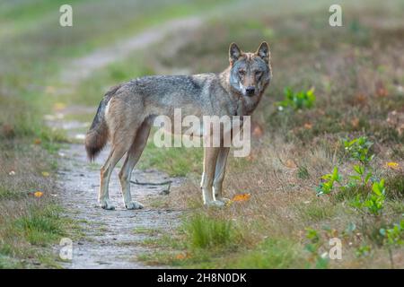 Grauwolf (Canis lupus) in freier Wildbahn, Soegel, Niedersachsen, Deutschland Stockfoto