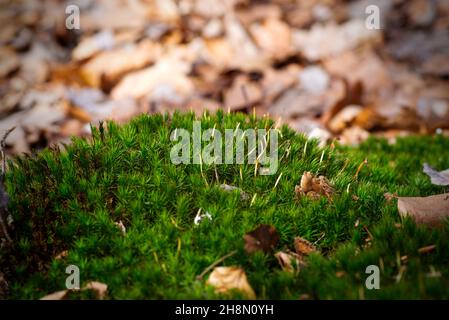 Anemone nemorosa, Frühling im Wald Stockfoto