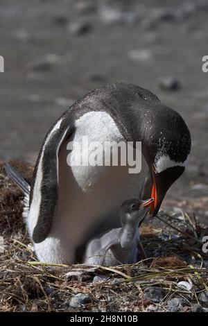 Gentoo-Pinguine (Pygoscelis papua) auf dem Nest, Mutter füttert Küken, Cooper Bay, Südgeorgien und Südlichen Sandwichinseln, Britische Übersee Stockfoto