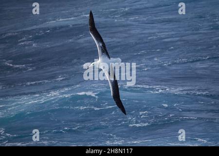 Südlicher Königsalbatros (Diomedea epomophora), Erwachsene Vögel, die über das Meer gleiten, Südatlantik, Antarktis Stockfoto