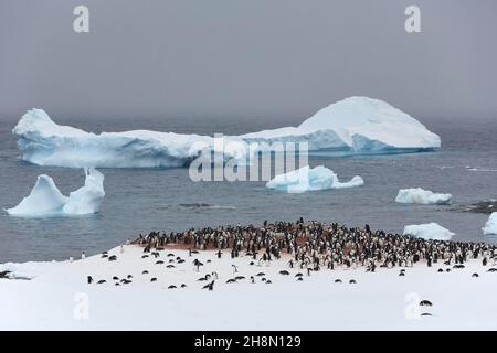 Gentoo-Pinguine (Pygoscelis papua), Kolonie im Schnee an der Küste, hinter dem Errera-Kanal mit Eisbergen, Cuverville Island, Antarktische Halbinsel Stockfoto