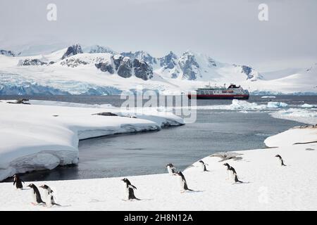 Gentoo-Pinguine (Pygoscelis papua), die im Schnee wandern, hinter dem Schiff MS Fram vor den vergletscherten Berggipfeln der Kiewer Halbinsel, Petermann Stockfoto