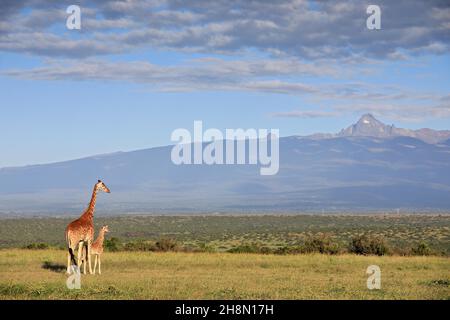 Netzgiraffe (Giraffa camelopardalis reticulata) vor dem Berg Kenia, Kuh, Kalb, Mutter, jung, Säugetiere, Solio Ranch Wildlife Sanctuary Stockfoto