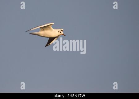 Low-Angle-Aufnahme einer schönen Kaspischen Möwe im Flug. Stockfoto