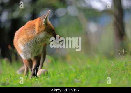 Rotfuchs (Vulpes vulpes), Jungfuchs auf einer Wiese, Männchen, Krauchenwies, Kreis Sigmaringen, Naturpark Obere Donau, Baden-Württemberg, Deutschland Stockfoto