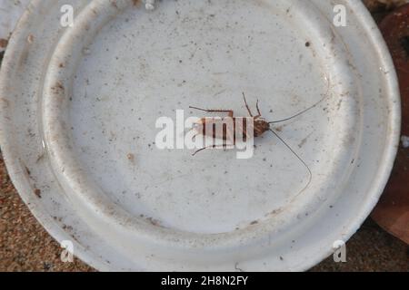 salvador, bahia, brasilien - 30. november 2021: Kakerlakeninsekt wird in Salvador gesehen. Stockfoto