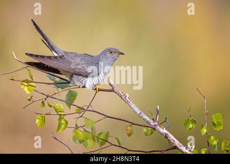 Kuckuck (Cuculus canorus) Biosphärenreservat Mittelelbe, auf Birke sitzend, Sachsen-Anhalt, Deutschland Stockfoto