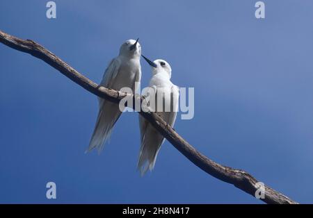 Weiße Seeschwalben (Gygis alba), Paar Tiere auf einem Zweig, Vogelinsel, Seychellen Stockfoto