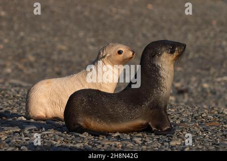 Antarktische Seehunde (Arctocephalus gazella) oder antarktische Seehunde, Welpen, Paar Tiere mit leukistischen oder blonden Welpen, Salisbury Plain, Südgeorgien Stockfoto