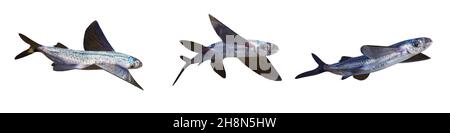 Fliegende Fische, Satz von Exocoetidae isoliert auf weißem Hintergrund Stockfoto