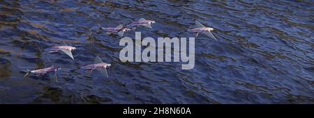 Fliegende Fische, Schule der Exocoetidae, Hintergrund Banner Stockfoto