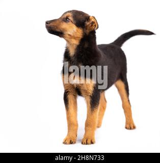 Brauner Welpe isoliert Stockfoto
