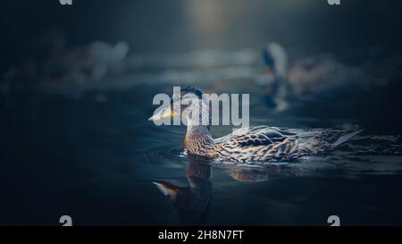 Eine wunderschöne Wildente mit braunem Gefieder schwimmt am Abend in einem klaren Waldfluss. Wildtiere. Stockfoto