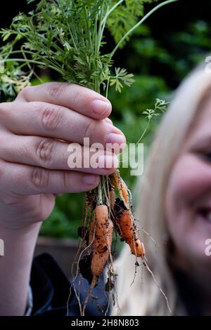 Nahaufnahme der frischen Bio-Baby-Karotten eine lächelnde Frau mit blondem Haar hält sich hoch. Die Karotten wurden aus dem Gemüsegarten geerntet. Stockfoto