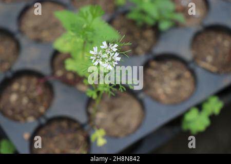 Blühende Korianderpflanze mit weißen Blüten, die auf einer Gemüseschale mit selektivem Fokus auf den Blumenteil, Cilantro-Pflanze mit Blume, angebaut werden Stockfoto