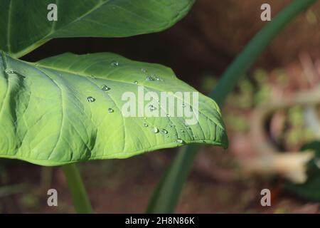 colocasia Blatt oder Elefant Ohr Blätter mit Wassertropfen durch Sonnenlicht beleuchtet, schöne Taro Blatt Tapete Hintergrund Stockfoto