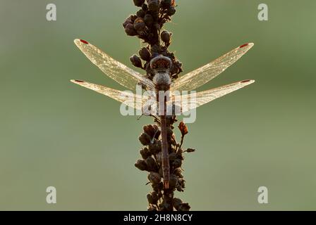 Gemeiner Darter-Dragonfliege-Männchen mit glühenden Flügeln bei Sonnenaufgang. Wassertropfen auf dem Körper. Unscharfer heller Hintergrund. Gattungsart Sympetrum striolatum. Stockfoto