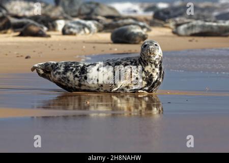 Graue Robbe am Strand von Horsey. Stockfoto